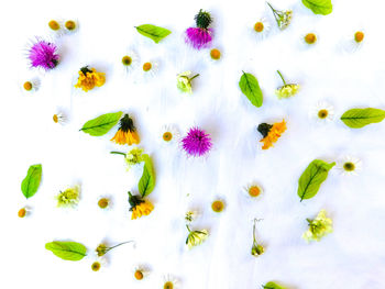 Close-up of flowers over white background