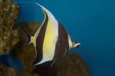 Close-up of fish swimming in sea