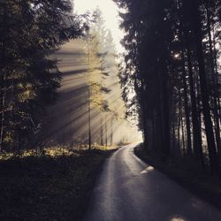 Road passing through trees