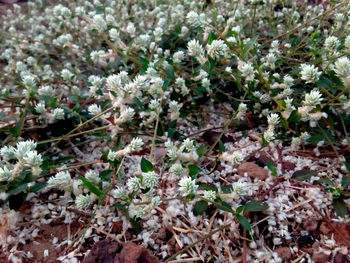 Close-up of plants