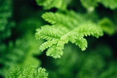 Close-up of fresh green leaves