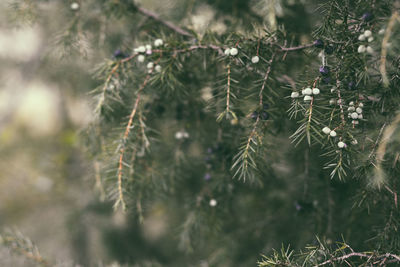 Close-up of pine tree