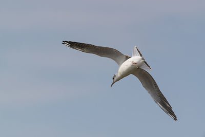 Low angle view of birds flying in sky