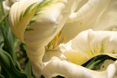 Close-up of white flowering plant