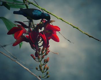 Close-up of red flowering plant