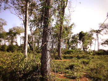 Close-up of trees against sky