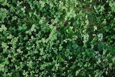 Full frame shot of plants