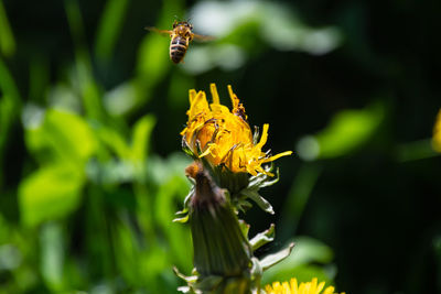 Close-up of insect on flower