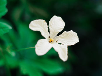 Close-up of white flowering plant