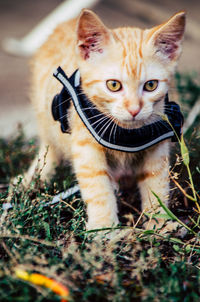 Portrait of kitten on field