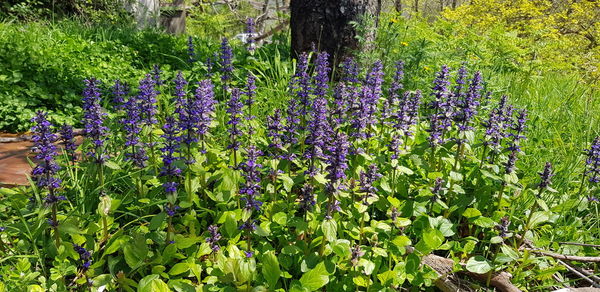 Purple flowering plants growing on land