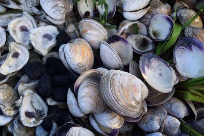 Full frame shot of seashells on beach