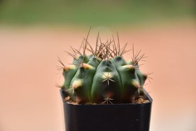 Close-up of succulent plant in pot