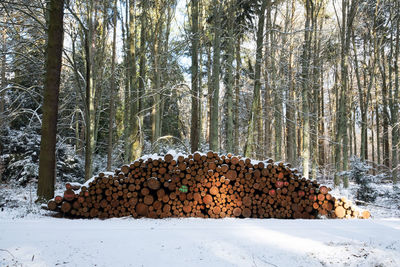 Stack of logs in forest during winter