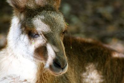 Close-up portrait of a kangaroo looking away