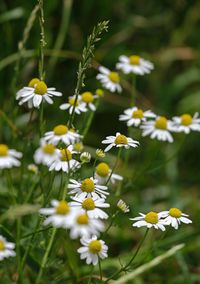 Close-up of white daisy flowers on field