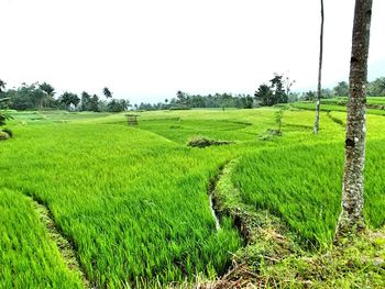 Scenic view of agricultural field against sky