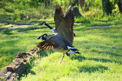 Side view of a bird on grass