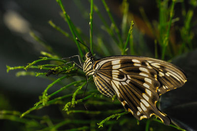 Close-up of butterfly on plant