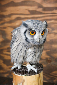 Close-up portrait of owl
