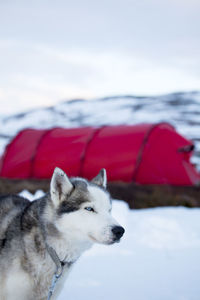 Draught dog, tent on background