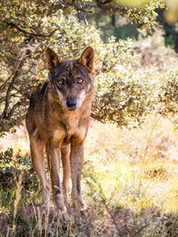 Portrait of wolf standing on grassy field in forest