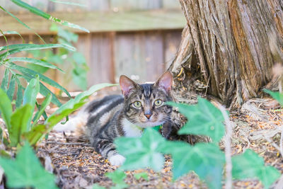 Portrait of kitten sitting outdoors