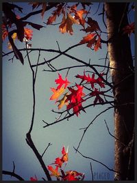 Low angle view of leaves on tree