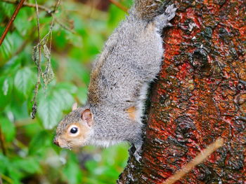 Close-up of squirrel eating tree
