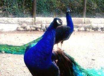 Close-up of peacock