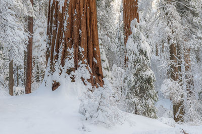 Snow covered land and trees in forest