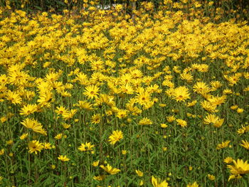 Close-up of yellow flowers in field