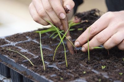 Close-up of cropped hands planting seedlings in tray