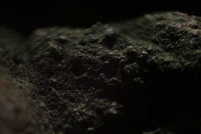 Close-up of blurred background