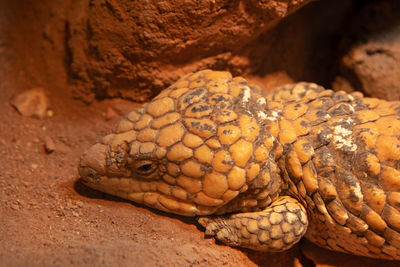 Close-up of lizard in a zoo