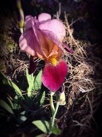 Close-up of crocus blooming outdoors