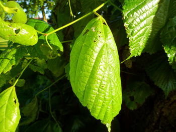 Close-up of green leaves on plant