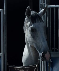 Close-up of horse in stable