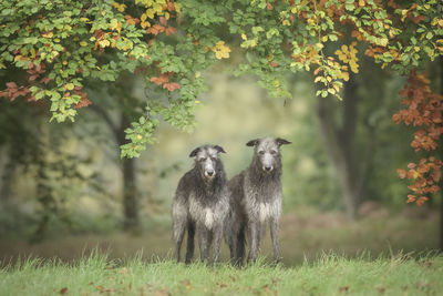 Two scottish deerhounds are standing in a field under beautiful autumn leaves