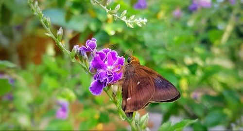 Close-up of butterfly pollinating on purple flower