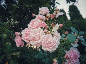 Close-up of pink roses