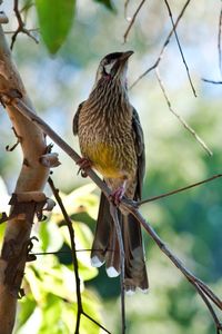 Low angle view of bird perching on tree