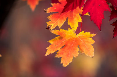 Close-up of maple tree during autumn