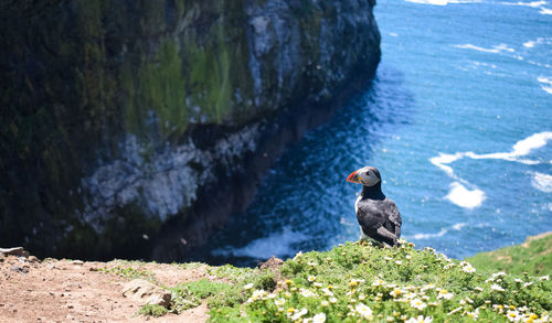 Puffin perching on rock