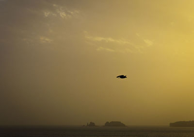 Silhouette birds flying over sea against sky