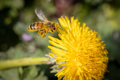 Close-up of bee pollinating on flower