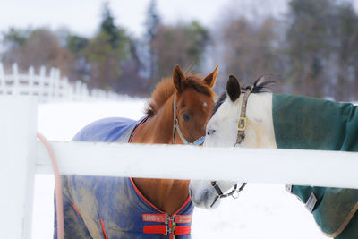 Horses standing in ranch