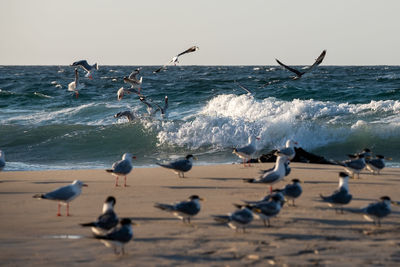 Flock of seagulls on beach