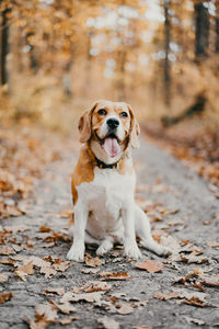 Portrait of a dog staying in the forest during autumn 