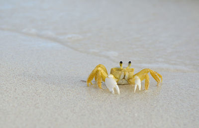 Ghost crab, ocypode quadrata, anegada, british virgin islands